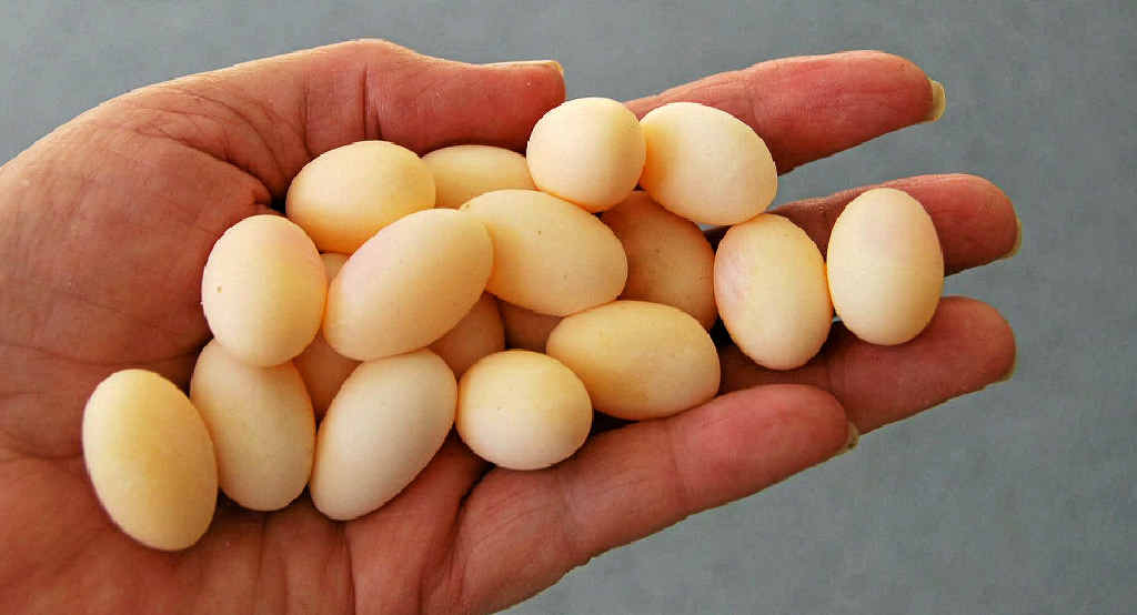 Betty Balch of Granite Belt Wildlife Carers with the baby bearded dragon eggs before they hatched. Betty Balch of Granite Belt Wildlife Carers with the baby bearded dragon eggs before they hatched.